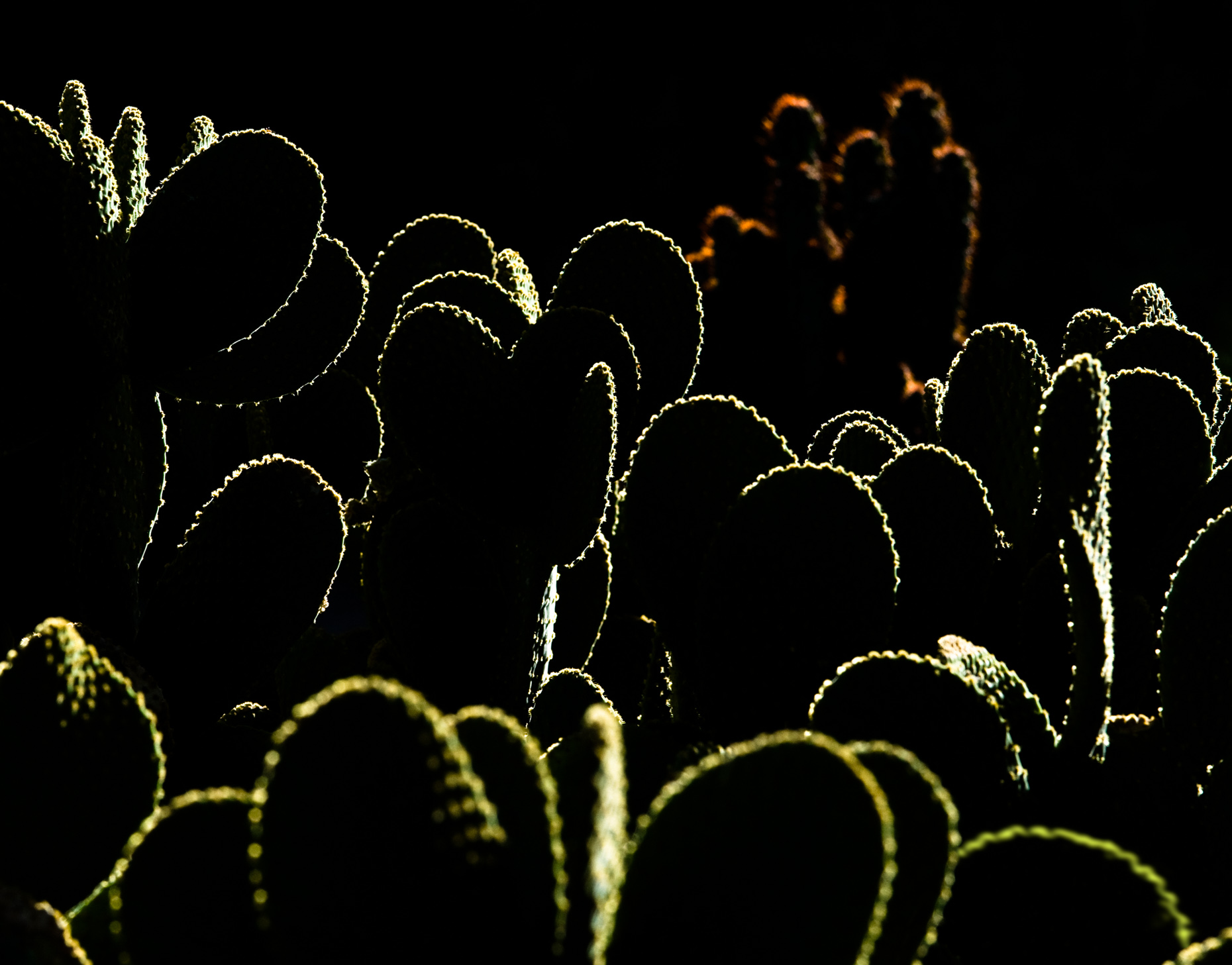 colour cacti